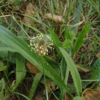 Plantago lanceolata L.